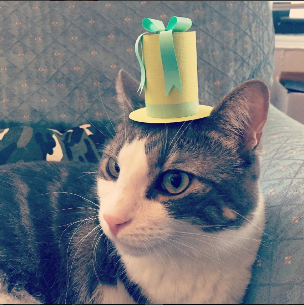 Adam Ellis' cat, Maxwell, dons a tiny hat.