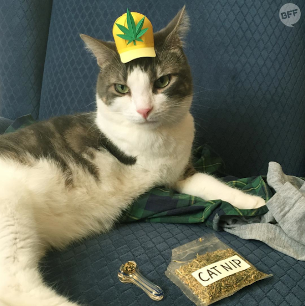 Legalize the nip!