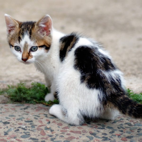 Where Do Cats Pee From? VetReviewed Anatomy Catster