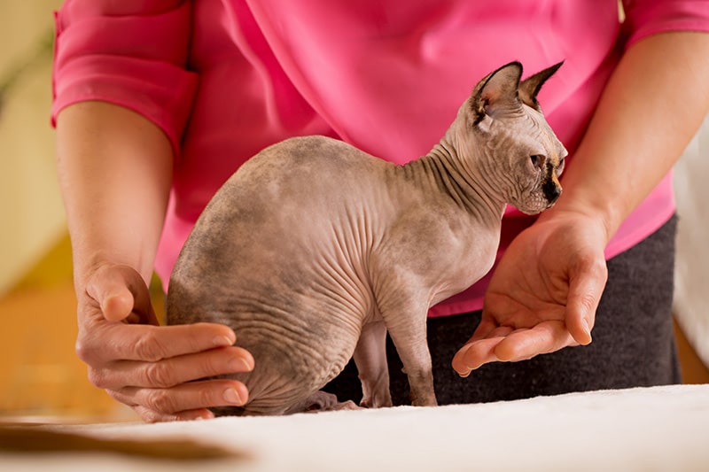 sphynx cat getting a reiki treatment