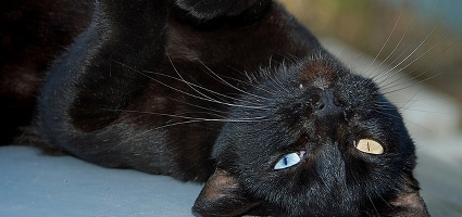 the spooky truth behind halloween and cats