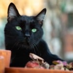 Black cat on a rooftop.