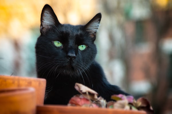 7 Ways Black Cats Bring Good Luck Around The World Catster