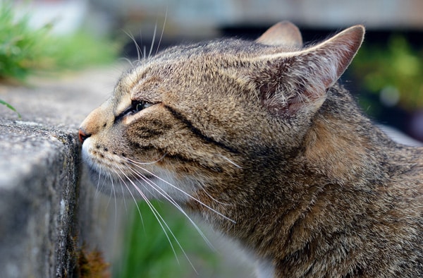 Spraying is a form of communication: broadcasting availability and emotions of the spraying cat
