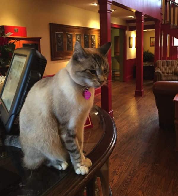 Catsonthejob4