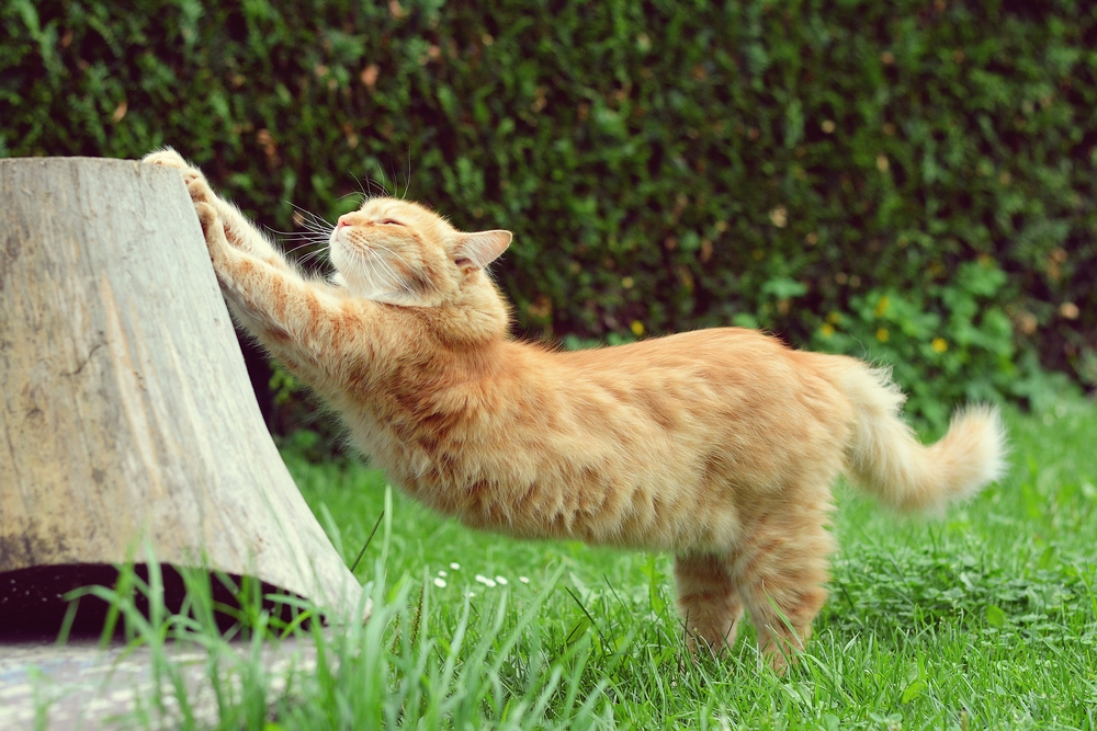 Ginger cat is stretching