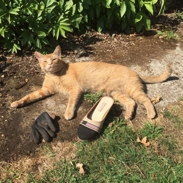 Snorri first started bringing home small items. Now he, just steals shoes. Photo by Gabrielle Hendel
