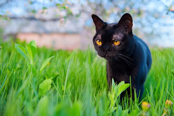 A Bombay cat with amber-colored eyes.