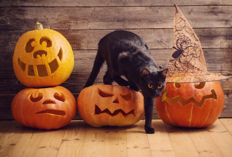 black cat with halloween pumpkin