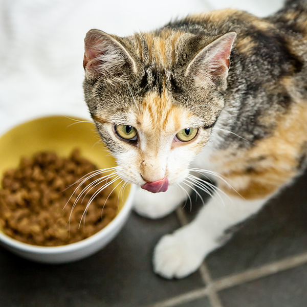 A calico tortoiseshell cat licking her lips after eating.
