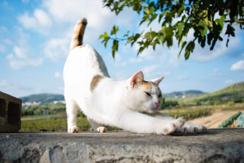 cat streching outdoor