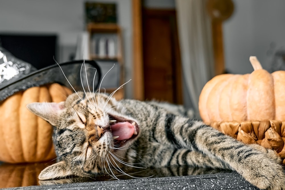 cat yawning near pumpkin