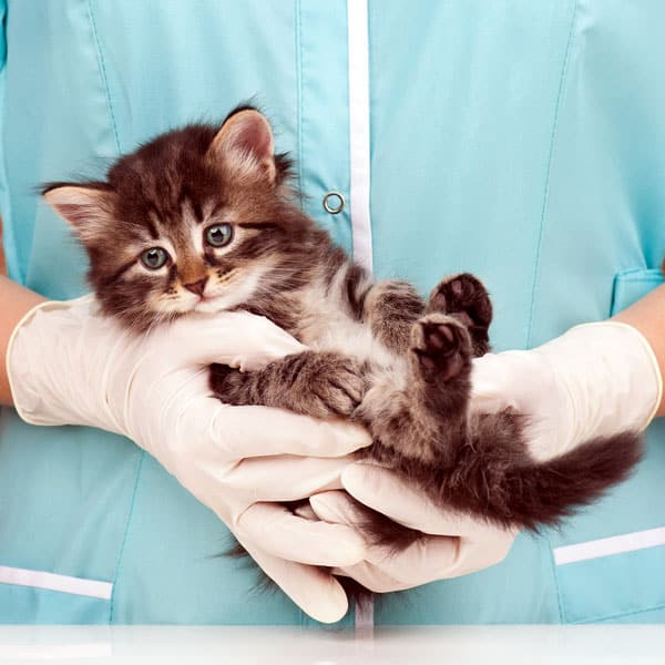 common cat health problems