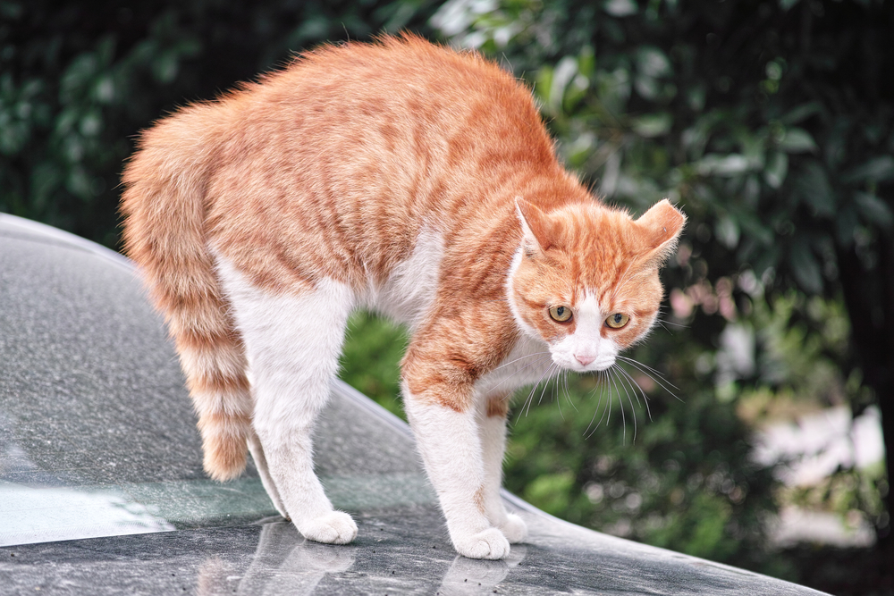 frightened cat standing on a car staring at a dog not in camera