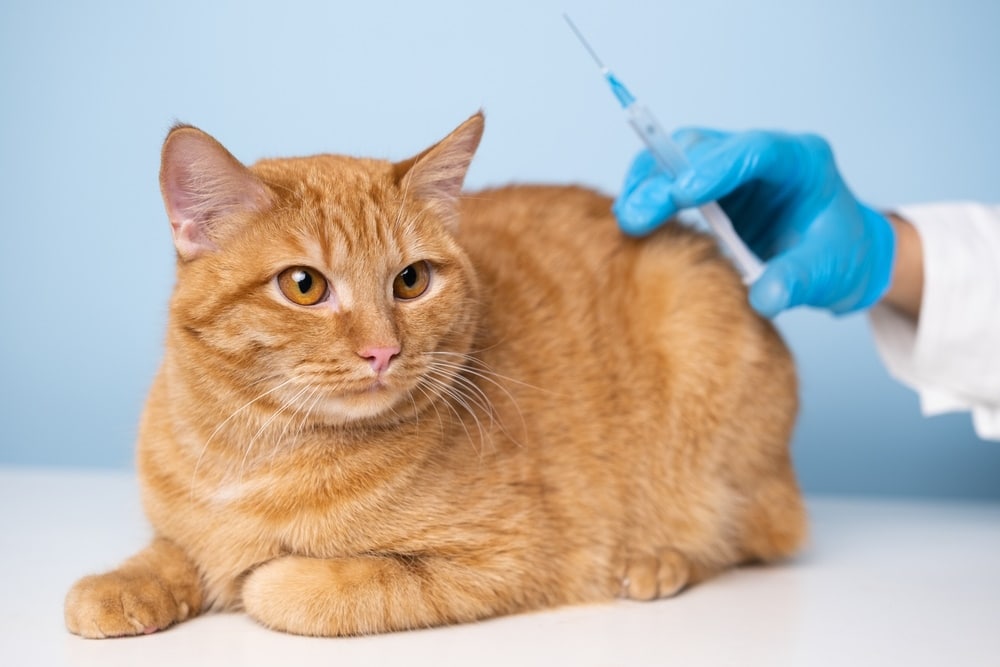 ginger cat having vaccination