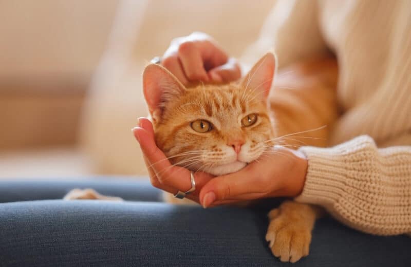 ginger cat on owners lap