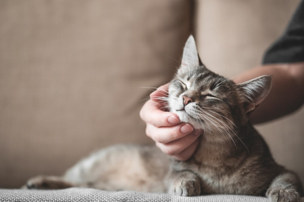 grey cat hold by owner