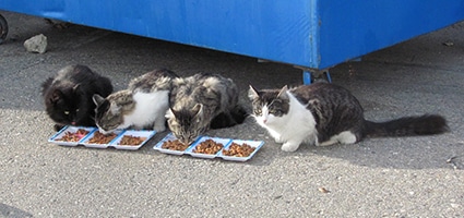 stray cat feeder