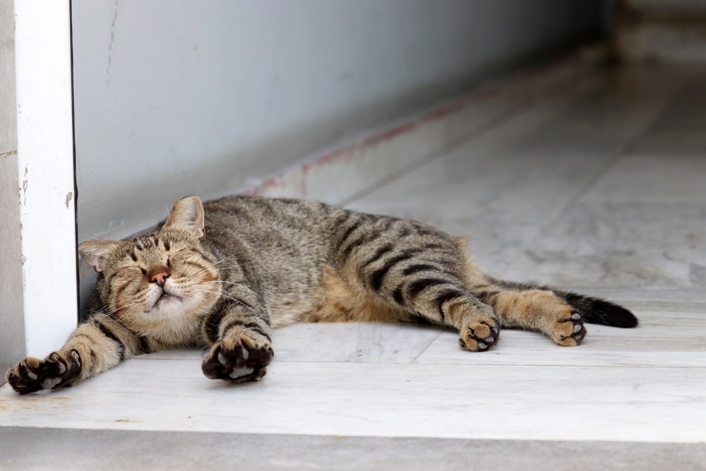 tabby cat streching