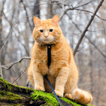 These days, the only way my cats go outdoors is on a leash.