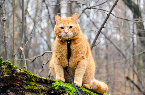 These days, the only way my cats go outdoors is on a leash.