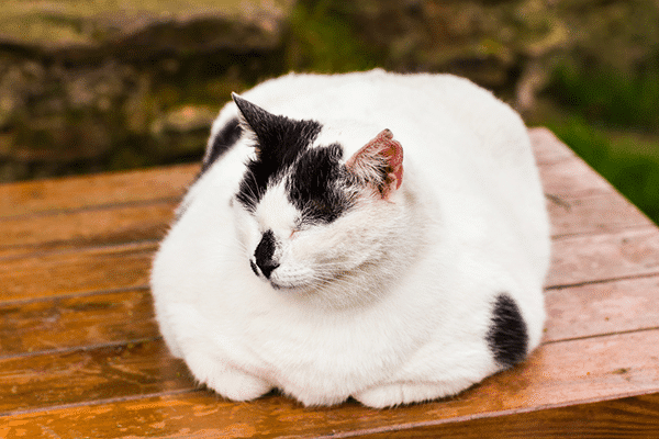 Feline Obesity: An Epidemic of Fat Cats