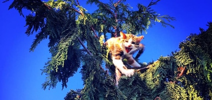 will climb for tuna we chat with animal planet s canopy cat rescue