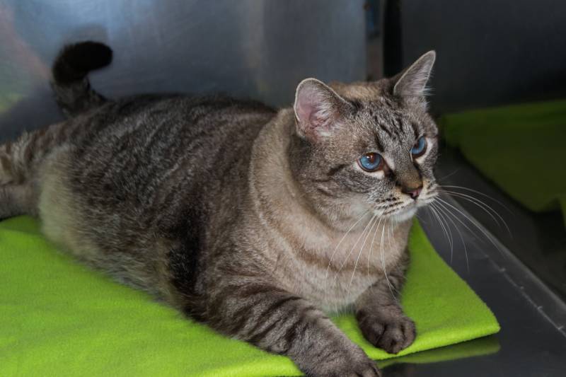 obese cat at the veterinary clinic in the metallic cage