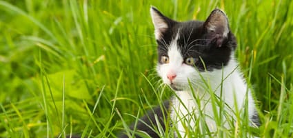 Is There a Right Age to Neuter a Kitten? - Catster