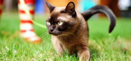 european burmese kittens