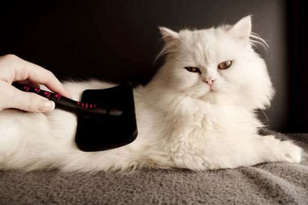 Image result for long hair cats being brushed