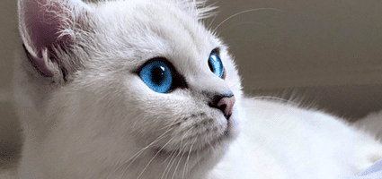 Let Coby Captivate You With His Striking Blue Eyes - Catster
