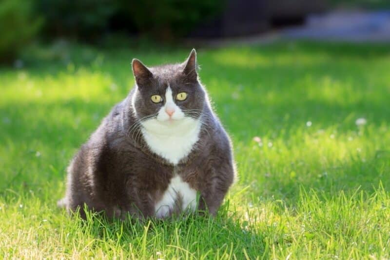 fat cat sitting on the grass
