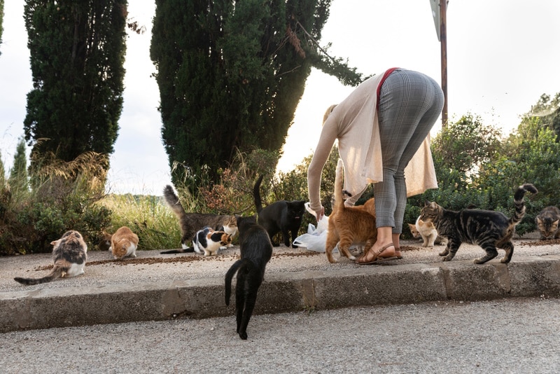 feeding stray cat