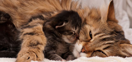 average cat gestation period