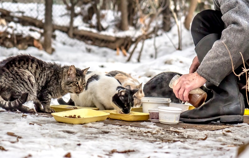 man feeding stray cats