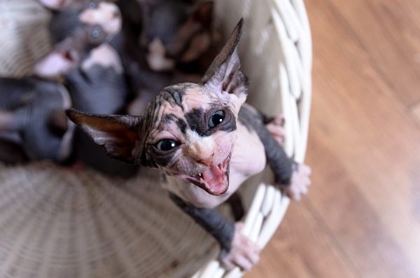 sphynx cattery near me