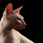 A Sphynx cat profile.