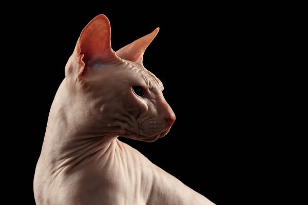 sad hairless cat