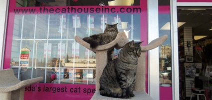 CAT-HOUSEv-cats-outside- 425 x 200 new