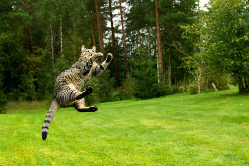 Cat-jumping-and-playing-on-grass
