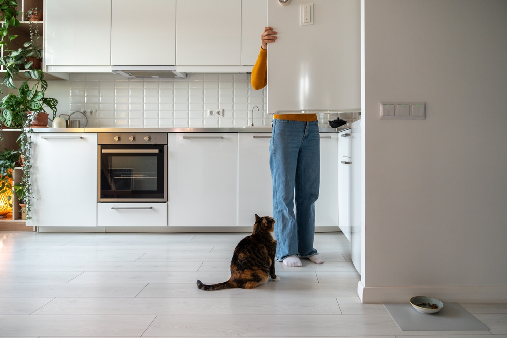 Cat looking at owner in the kitchen busy in the refrigerator