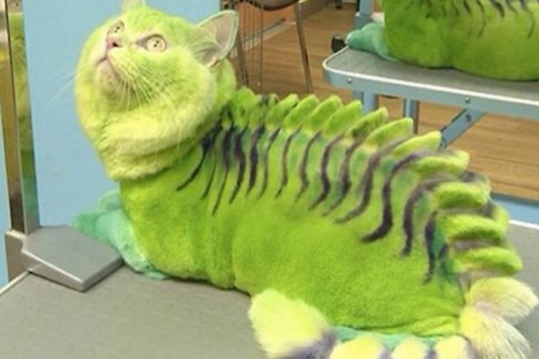 dinosaur cat toy