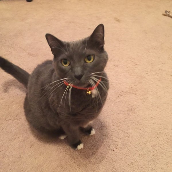 We Chat With Elan Lee About the Kitty Convict Project Catster