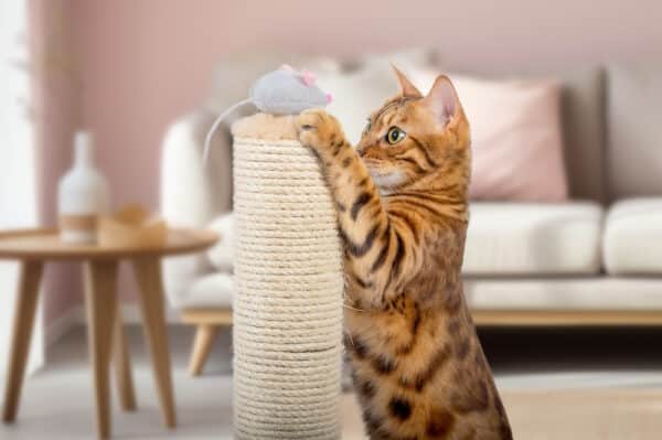bengal cat plays on scratching post