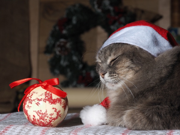 A cat in a Christmas Santa hat sitting with an ornament.