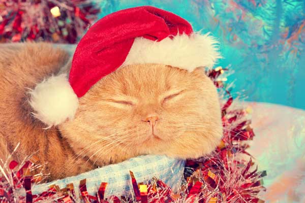 A cat with a Santa hat on, sleeping.