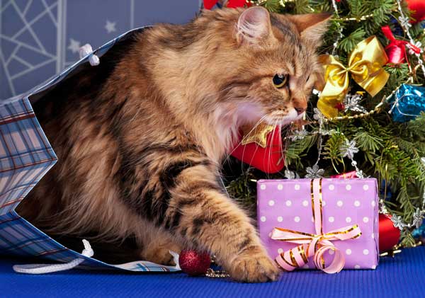 Cats often see ribbons on gifts as exciting toys. Siberian cat and Christmas tree by Shutterstock