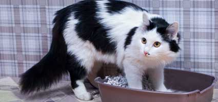 10 Things You Need To Know About Cat Urination Catster