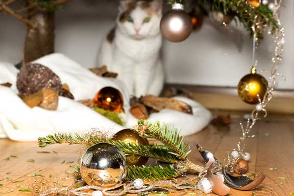 Tinsel and ribbons are very dangerous if cats eat them.